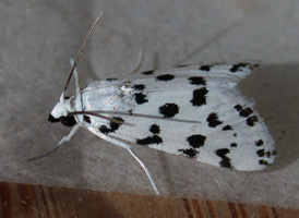 Spotted Pepperwort